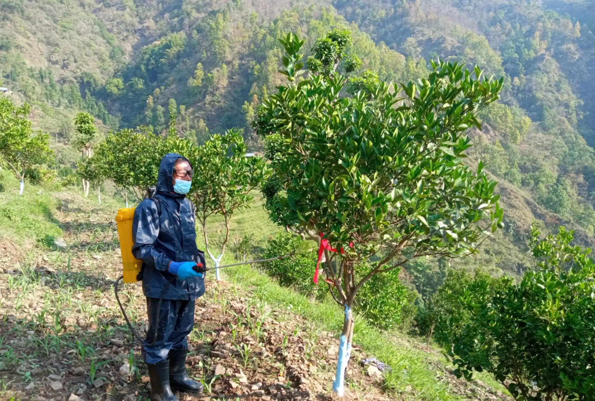 किसान जुनारको फल जोगाउन बिषादी छर्किदै