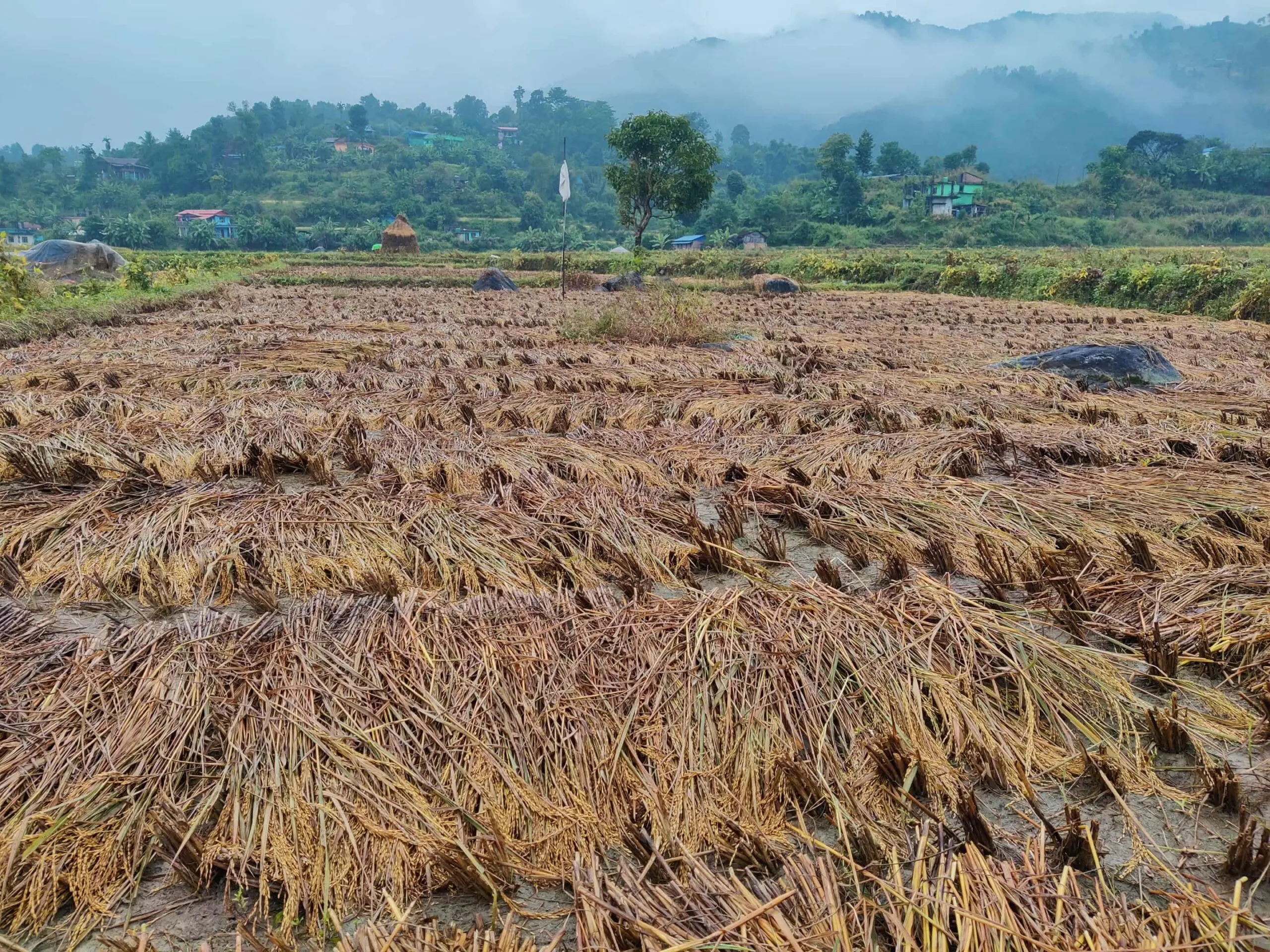 मुख्य पेज