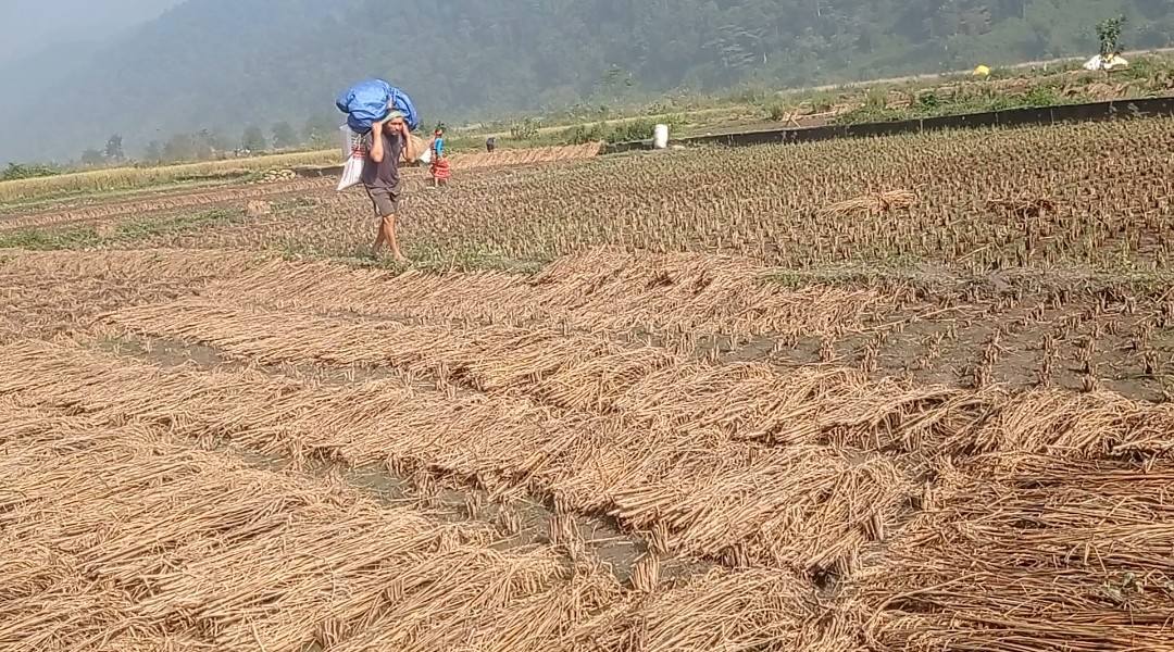 झरिले भिजेको धान स्याहार्दै किसान, सिन्धुलीमा बेमौसमी वर्षाले बालीमा ठुलो क्षति